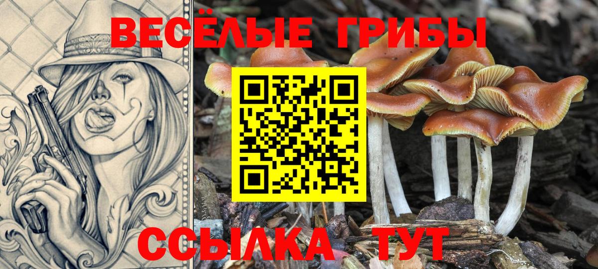 Галлюциногенные грибы Psilocybe Камень-на-Оби